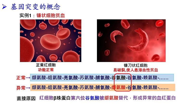 2021-2022学年高一下学期生物人教版必修二 5.1 基因突变和基因重组课件（40张PPT)第2页