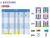 2021-2022学年高一下学期生物人教版必修二 5.1 基因突变和基因重组课件（40张PPT)