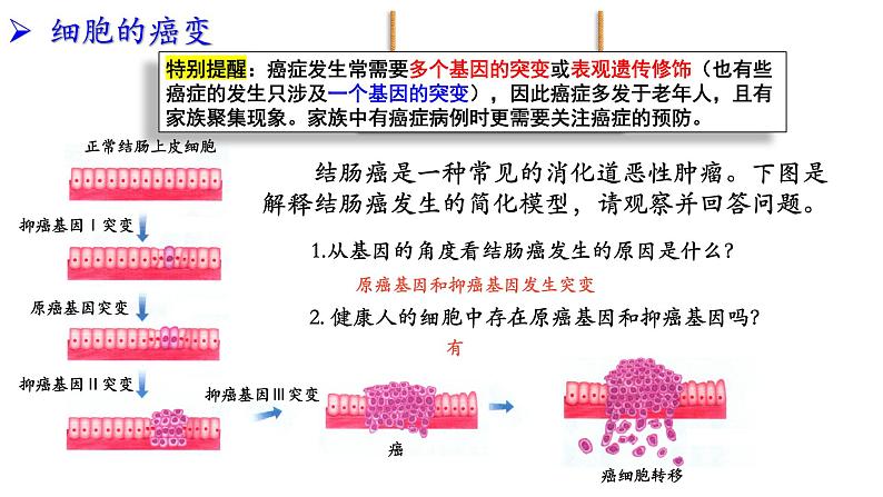 2021-2022学年高一下学期生物人教版必修二 5.1 基因突变和基因重组课件（40张PPT)第7页