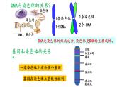 2021-2022学年高一下学期生物人教版必修二 3.4 基因通常是有遗传效应的DNA片段课件（25张PPT)