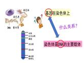 2021-2022学年高一下学期生物人教版必修二 3.4 基因通常是有遗传效应的DNA片段课件（25张PPT)
