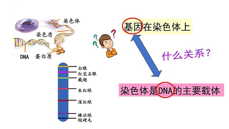 2021-2022学年高一下学期生物人教版必修二 3.4 基因通常是有遗传效应的DNA片段课件（25张PPT)03