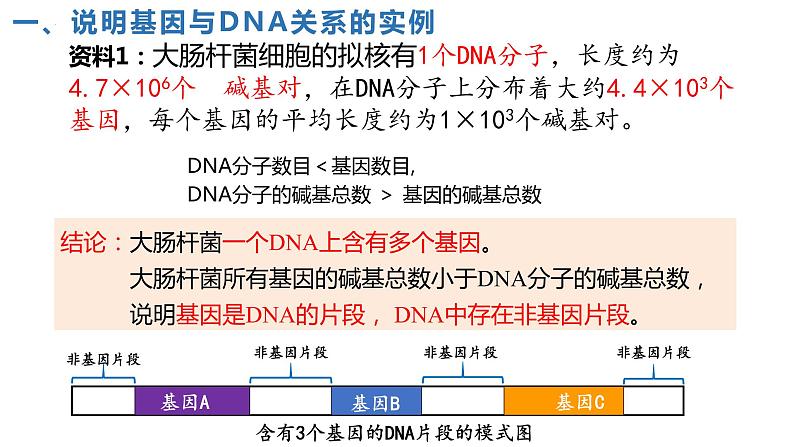 2021-2022学年高一下学期生物人教版必修二 3.4 基因通常是有遗传效应的DNA片段课件（25张PPT)05