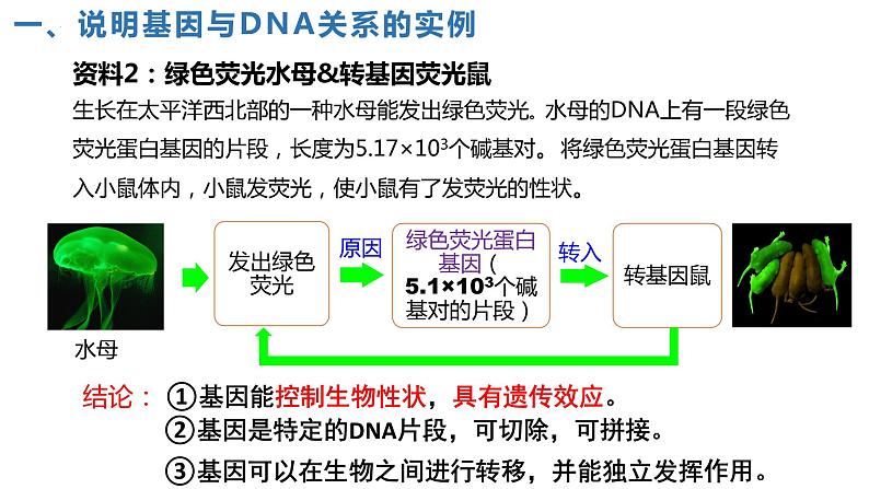 2021-2022学年高一下学期生物人教版必修二 3.4 基因通常是有遗传效应的DNA片段课件（25张PPT)06