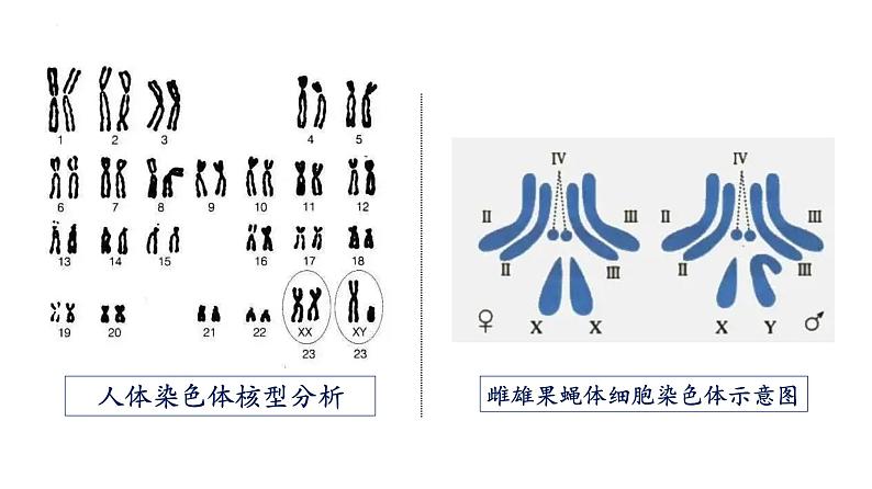 2021-2022学年高一下学期生物人教版必修二 2.3 伴性遗传课件（25张PPT)第2页