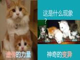 2021-2022学年高一下学期生物人教版必修二 5.1 基因突变和基因重组课件（36张PPT)