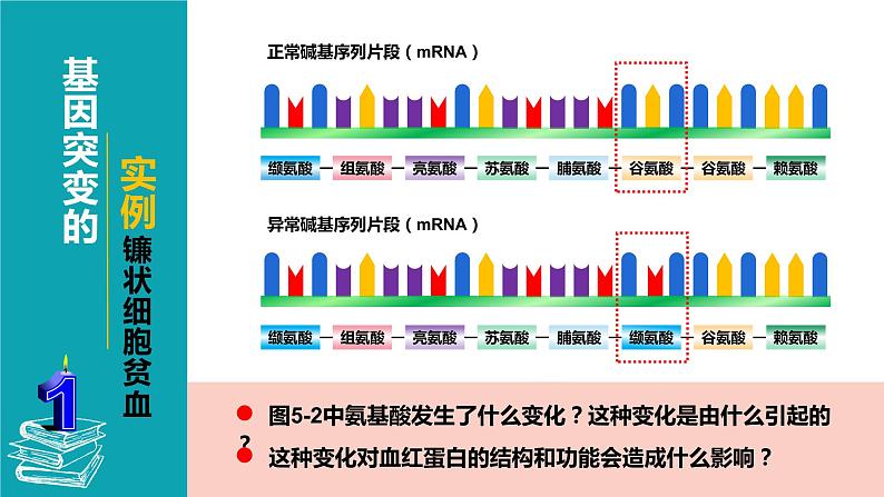 2021-2022学年高一下学期生物人教版必修二 5.1 基因突变和基因重组课件（36张PPT)第7页