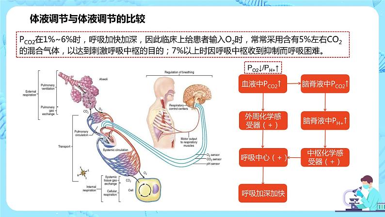 第三节《体液调节和神经调节的关系》课件第5页