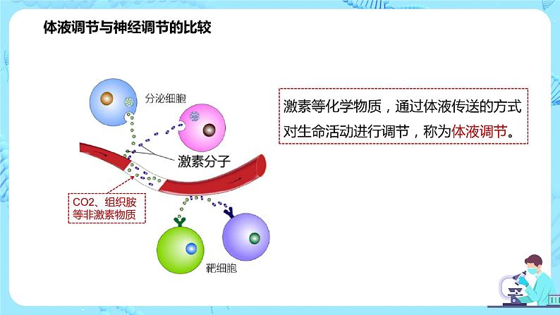 第三节《体液调节和神经调节的关系》课件第6页