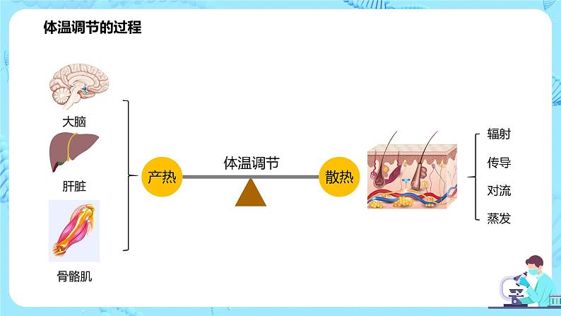 第三节《体液调节和神经调节的关系》课件第8页