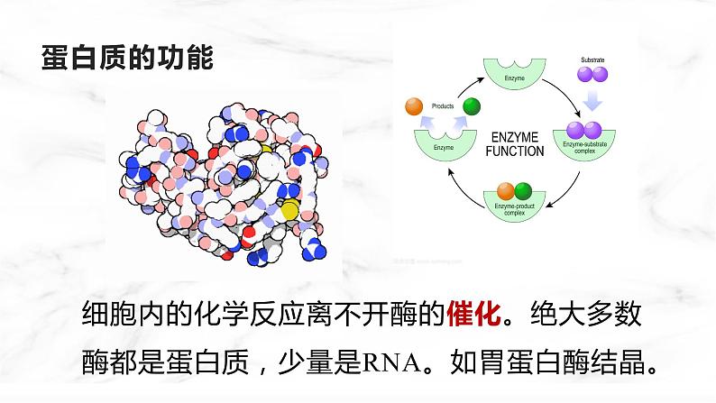 人教版2019生物必修一2.4蛋白质是生命活动的主要承担者 课件06