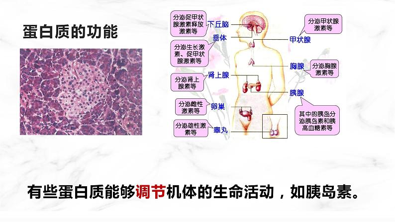 人教版2019生物必修一2.4蛋白质是生命活动的主要承担者 课件08