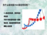 人教版2019生物必修一2.5核酸是遗传信息的携带者 课件