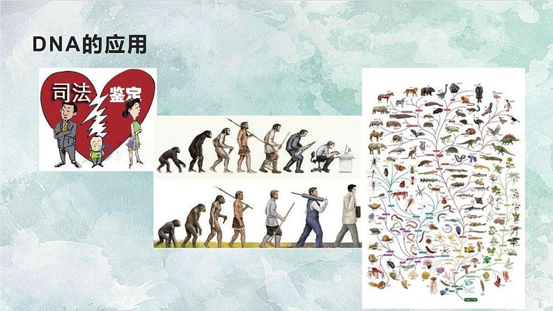 人教版2019生物必修一2.5核酸是遗传信息的携带者 课件04