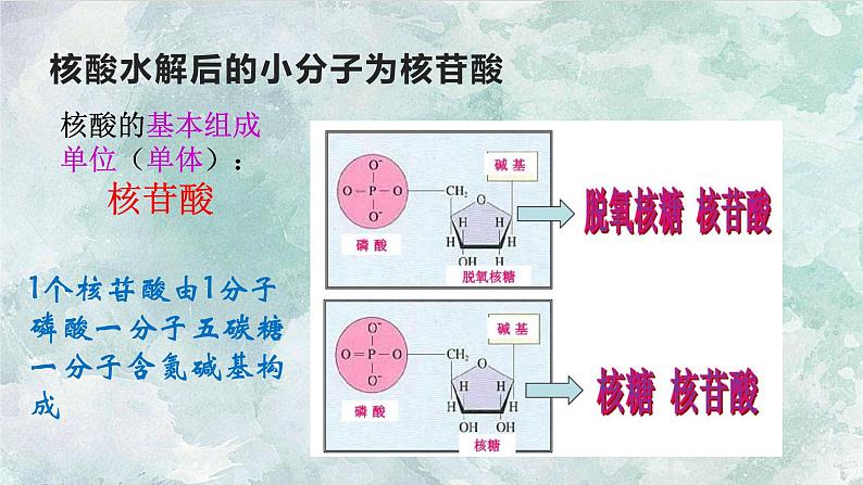 人教版2019生物必修一2.5核酸是遗传信息的携带者 课件07