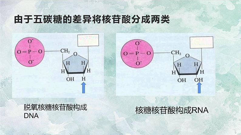 人教版2019生物必修一2.5核酸是遗传信息的携带者 课件08