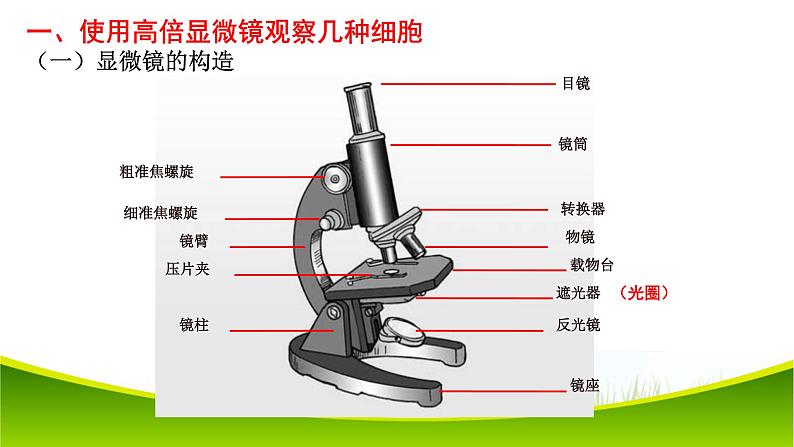 1.2 细胞的多样性和统一性 课件-2021-2022学年人教版（2019）高一生物必修一第6页