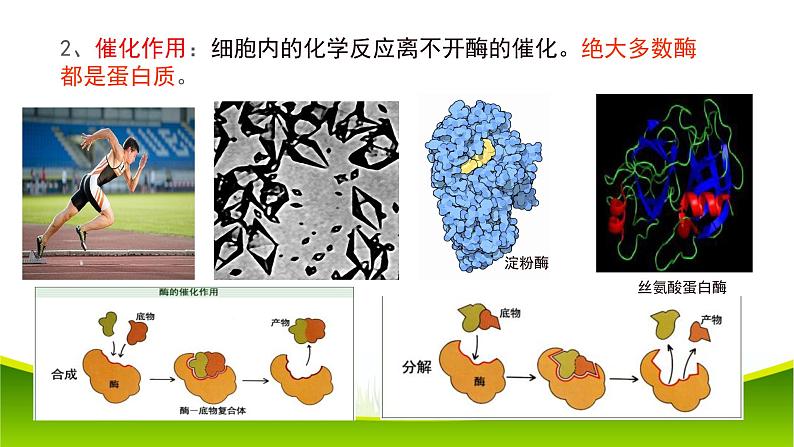 2.4 蛋白质是生命活动的主要承担者 课件-2021-2022学年人教版（2019）高一生物必修一06