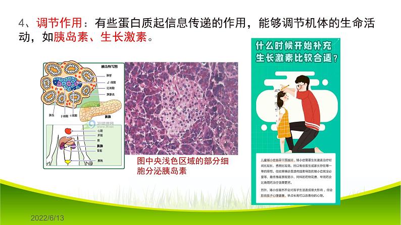 2.4 蛋白质是生命活动的主要承担者 课件-2021-2022学年人教版（2019）高一生物必修一08