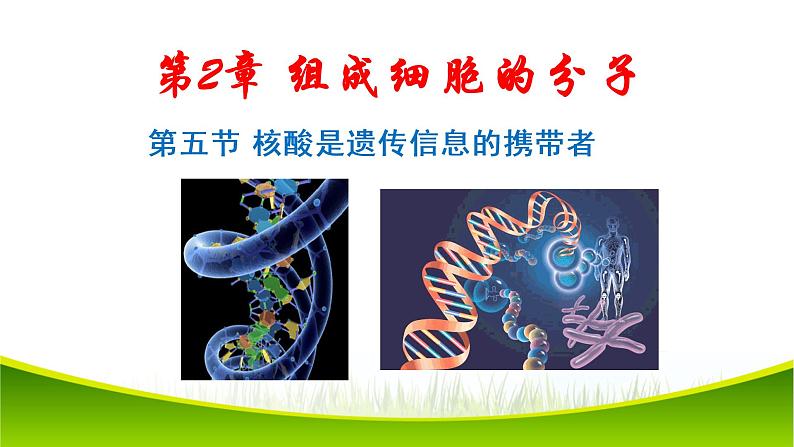 2.5 核酸是遗传信息的携带者 课件-2021-2022学年人教版（2019）高一生物必修一02