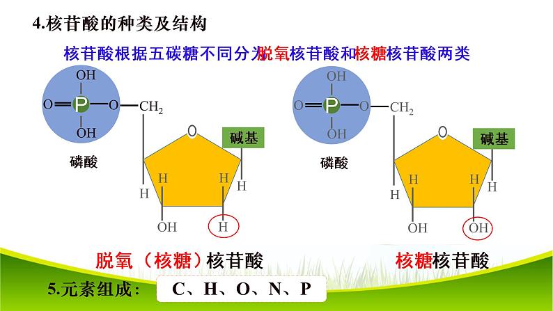 2.5 核酸是遗传信息的携带者 课件-2021-2022学年人教版（2019）高一生物必修一07