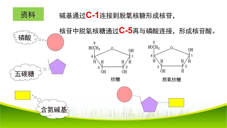 2.5 核酸是遗传信息的携带者 课件-2021-2022学年人教版（2019）高一生物必修一08