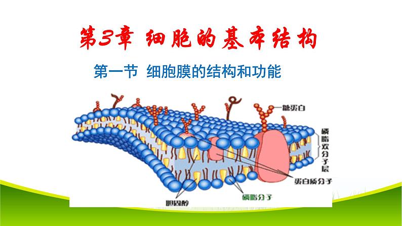 3.1 细胞膜的结构和功能  课件-2021-2022学年人教版（2019）高一上学期生物必修一02