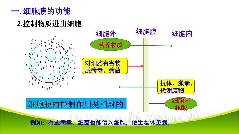 3.1 细胞膜的结构和功能  课件-2021-2022学年人教版（2019）高一上学期生物必修一07