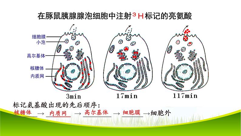 3.2 细胞器之间的分工合作（第二课时）课件-2021-2022学年人教版（2019）高一上学期生物必修一第7页