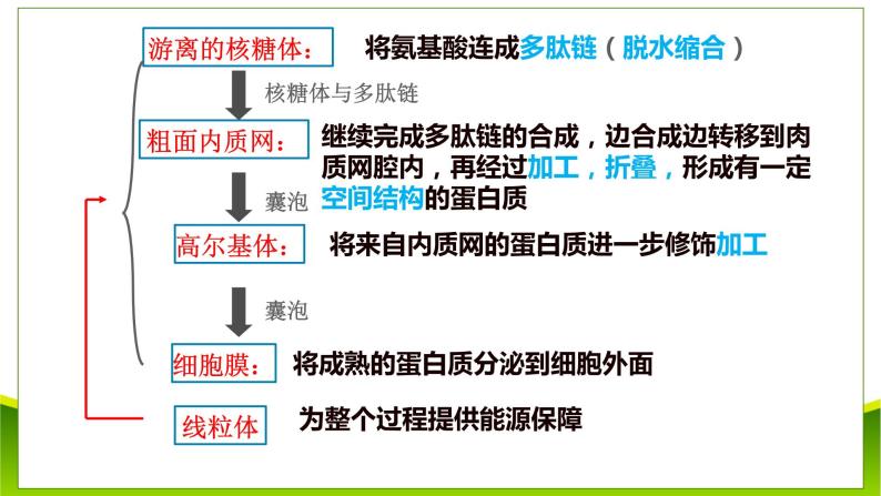 3.2 细胞器之间的分工合作（第二课时）课件-2021-2022学年人教版（2019）高一上学期生物必修一08