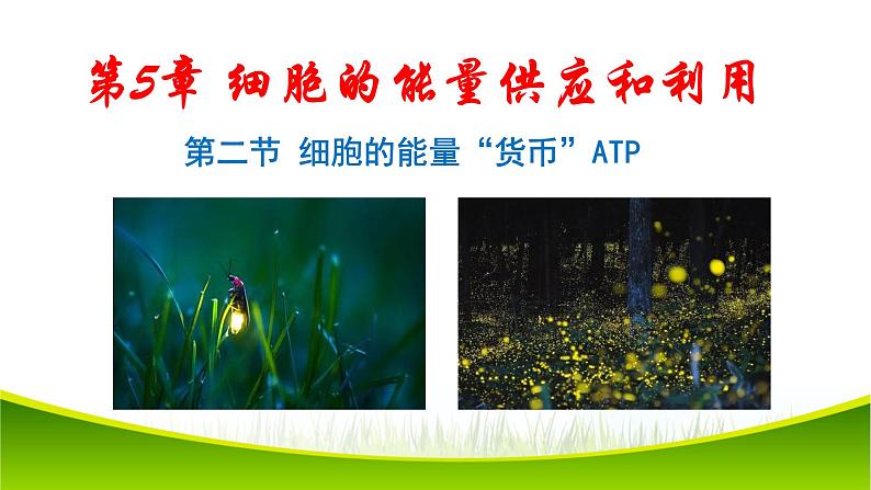 5.2 细胞的能量“货币”ATP 课件-2021-2022学年人教版（2019）高一生物必修一01