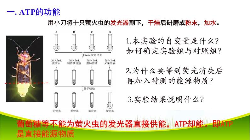 5.2 细胞的能量“货币”ATP 课件-2021-2022学年人教版（2019）高一生物必修一06