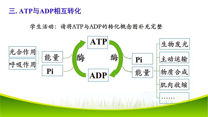 5.2 细胞的能量“货币”ATP 课件-2021-2022学年人教版（2019）高一生物必修一08