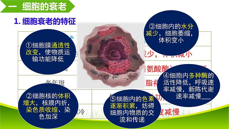 6.3 细胞的衰老和死亡 课件-2021-2022学年人教版（2019）高一生物必修一第7页