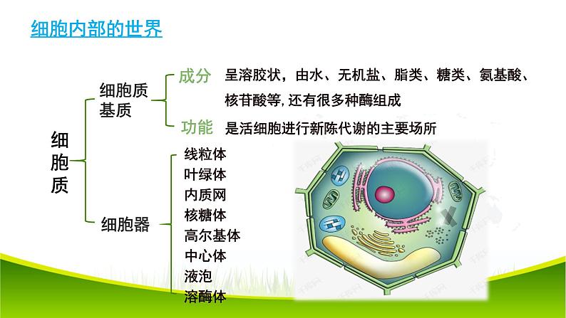 3.2 细胞器之间的分工合作（第一课时）课件-2021-2022学年人教版（2019）高一上学期生物必修一04