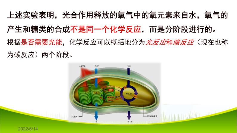 5.4 光合作用与能量转化（第二课时）课件-2021-2022学年人教版（2019）高一生物必修一06