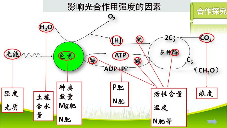 5.4 光合作用与能量转化（第三课时）课件-2021-2022学年人教版（2019）高一生物必修一04