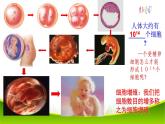 6.1 细胞增殖 第一课时 课件-2021-2022学年人教版（2019）高一生物必修一