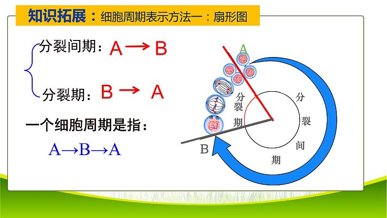 6.1 细胞增殖 第一课时 课件-2021-2022学年人教版（2019）高一生物必修一第7页