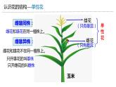 1.1 孟德尔的豌豆杂交实验（一）第1课时 分离定律的发现 课件【新教材】2020-2021学年高一生物人教版（2019）必修二