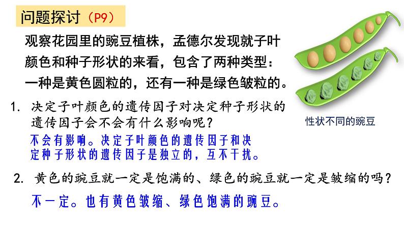 1.2 孟德尔的豌豆杂交实验（二）第1课时 自由组合定律的发现 课件【新教材】2020-2021学年高一生物人教版（2019）必修二04