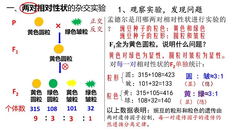 1.2 孟德尔的豌豆杂交实验（二）第1课时 自由组合定律的发现 课件【新教材】2020-2021学年高一生物人教版（2019）必修二05