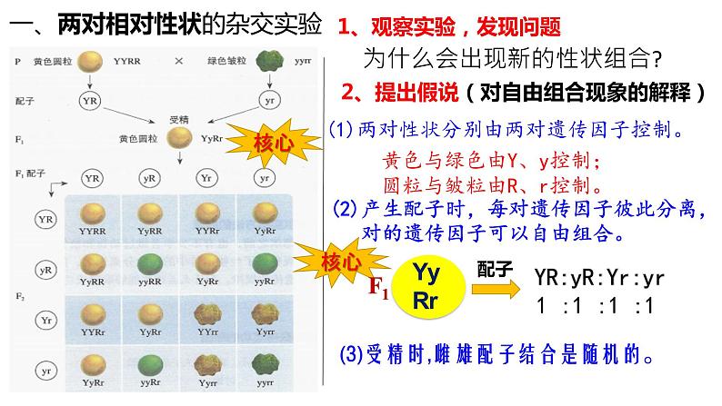 1.2 孟德尔的豌豆杂交实验（二）第1课时 自由组合定律的发现 课件【新教材】2020-2021学年高一生物人教版（2019）必修二06