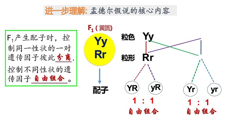 1.2 孟德尔的豌豆杂交实验（二）第1课时 自由组合定律的发现 课件【新教材】2020-2021学年高一生物人教版（2019）必修二07