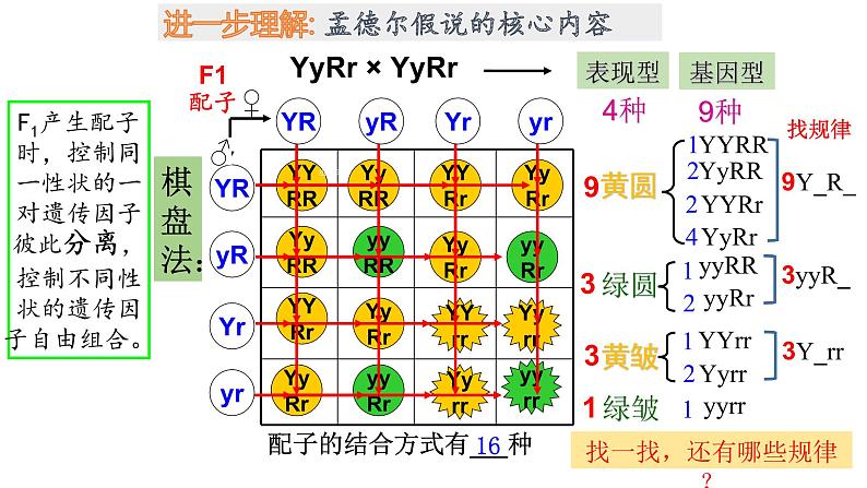 1.2 孟德尔的豌豆杂交实验（二）第1课时 自由组合定律的发现 课件【新教材】2020-2021学年高一生物人教版（2019）必修二08