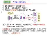 2.1 减数分裂和受精作用 课件【新教材】2020-2021学年高一生物人教版（2019）必修二