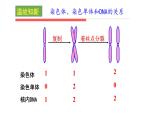 2.1 减数分裂和受精作用 课件【新教材】2020-2021学年高一生物人教版（2019）必修二