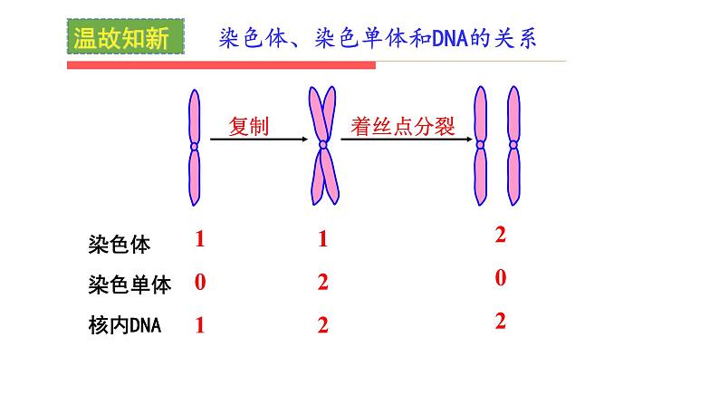 2.1 减数分裂和受精作用 课件【新教材】2020-2021学年高一生物人教版（2019）必修二第3页