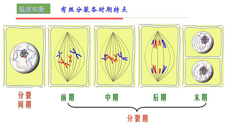 2.1 减数分裂和受精作用 课件【新教材】2020-2021学年高一生物人教版（2019）必修二第4页