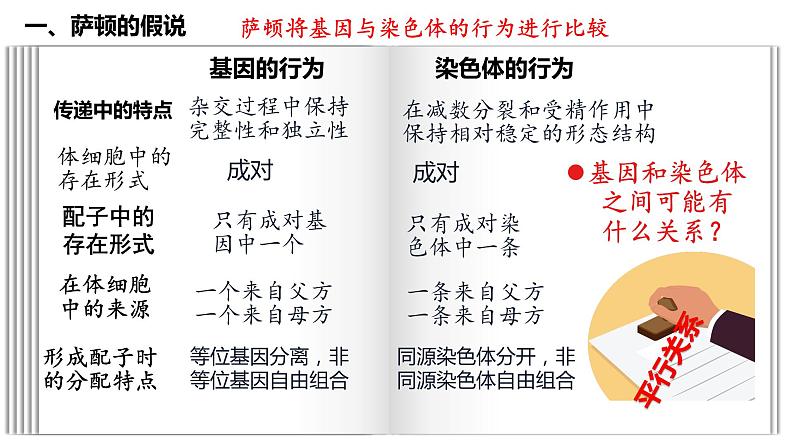 2.2 基因在染色体上 课件【新教材】2020-2021学年高一生物人教版（2019）必修二第3页